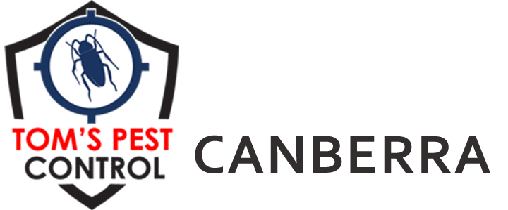 canberra logo