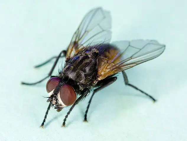 Fly musca
